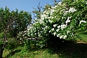 Fiori, Piante, natura_26